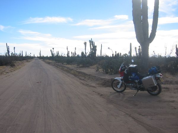 Cactus_road.JPG