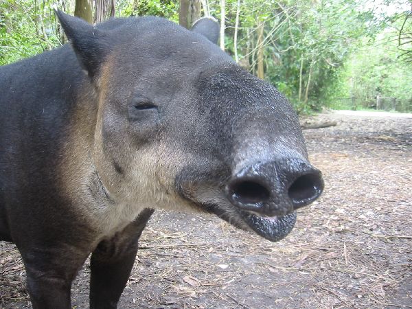 scotty_tapir.JPG