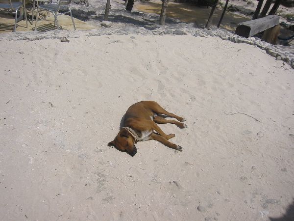 tulum_dogslife.JPG