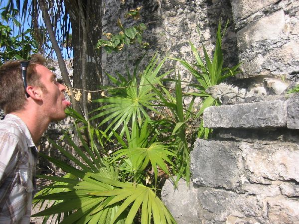 tulum_ruins_tounge.JPG