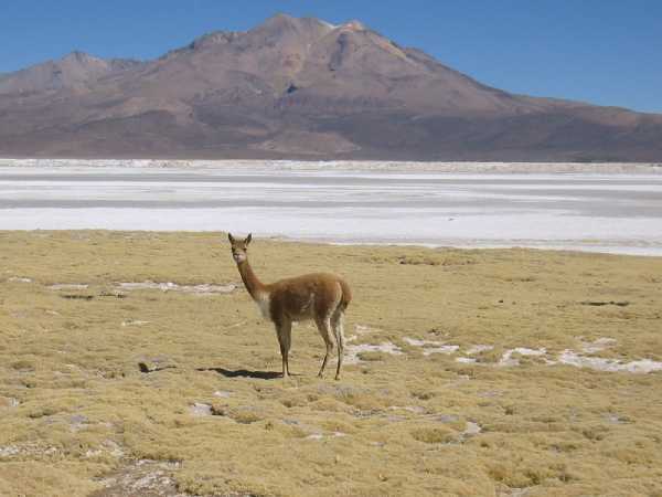 vinuca_saltflats.jpg