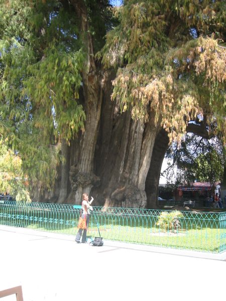 worlds_largest_tree.jpg