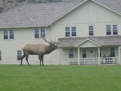 yell_elk_web.jpg